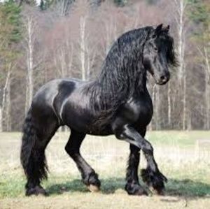 Meet your Posher, Doug